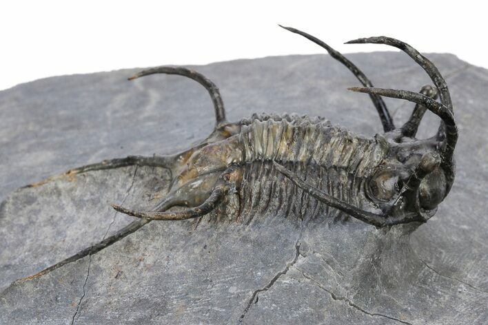 Spiny Ceratarges Trilobite - Zireg, Morocco #222484